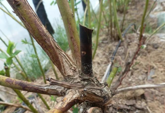 蓝莓枝枯病真菌致，枝枯叶萎花果落，选抗病种清园加药剂防控