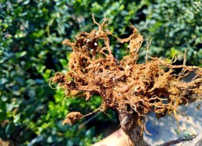 蓝莓根腐病镰刀菌致，根腐叶枯株萎，农化生防结合控病保产