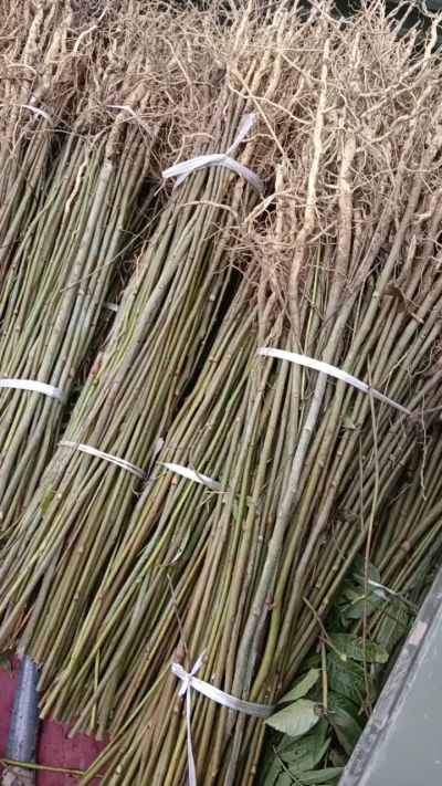 出售臭椿苗，药用连翘苗，科研五号优质种苗，2/5年苗，药用连翘树，挂果树，全国包邮到家！财富密码18534302961