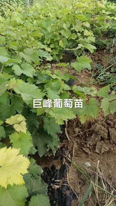 巨峰葡萄苗。一年扦插苗。需要联系。苗圃基地直销！需要联系18534302961