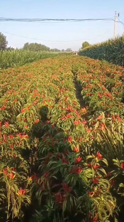 金樱一号辣椒，早熟，大果形，抗日灼，果子重