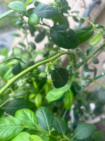 蓝莓白粉虱：从识别到防治的全指南