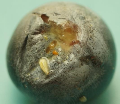 蓝莓果蝇危害大，综合防治要趁早，农物化生结合保蓝莓品质