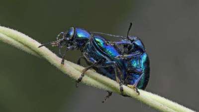 蓝莓甲虫属鞘翅目害虫，危害蓝莓各部位，需综合防治