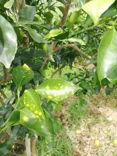 叶斑病，真菌感染