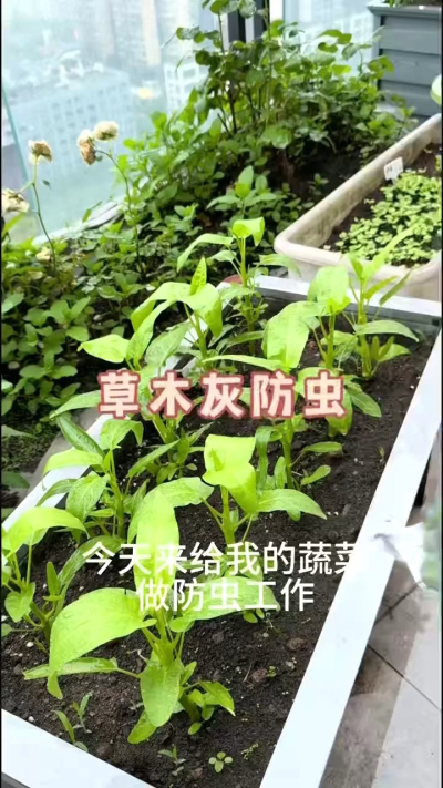 草木灰防虫，防根腐病