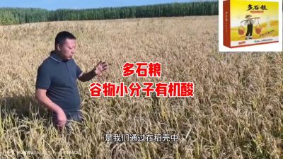 多石粮--谷物小分子有机酸
水稻/小麦，分蘖期 孕穗期 灌浆期 ，使用3次，增产看得见