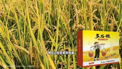多石粮-谷物小分子有机酸，田间表现。
剑叶挺拔，灌浆饱，千粒重，上粮快。