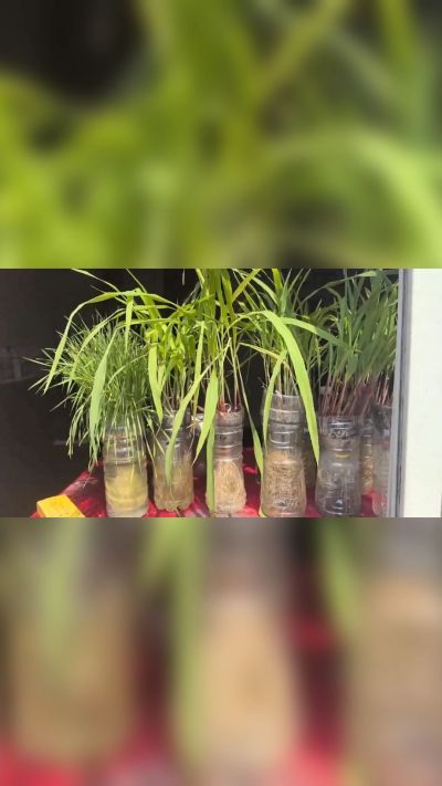 微生物菌剂，出厂前每克添加5亿微生物。最新实验生根育苗，保证不烧苗，促进毛细根增长，抑制病虫害，疏松土壤，保水保肥。近期需要用肥的老板提前联系，19331068337微信同步。