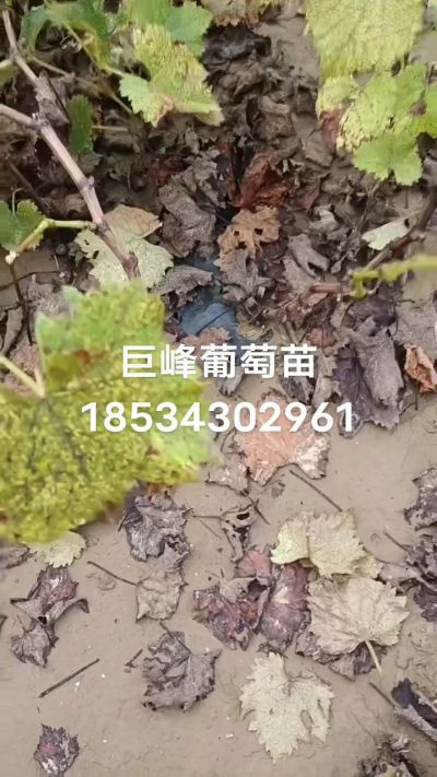 巨峰葡萄苗，一年扦插苗，苗圃基地直销！需要联系18534302961