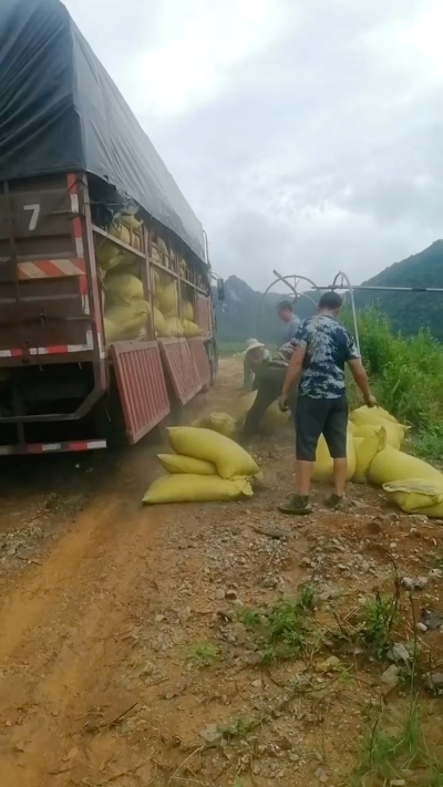 种植前先撒草木灰犁地，调节土壤，增加土壤肥力
#农业种植