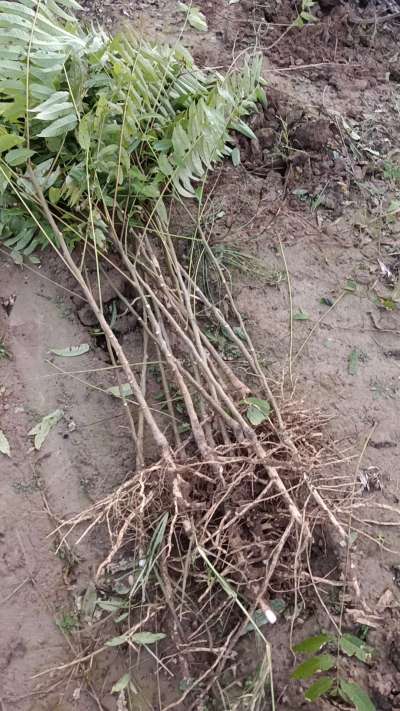 出售臭椿苗，巨峰葡萄苗。药用连翘苗，科研五号优质种苗，2/5年苗，药用连翘树，挂果树，全国包邮到家！财富密码18534302961