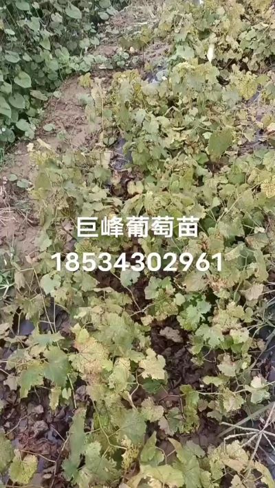 巨峰葡萄苗，一年扦插苗，苗圃基地直销。需要联系我18534302961