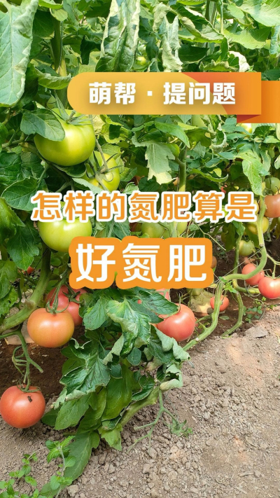 怎样的氮肥算是好氮肥