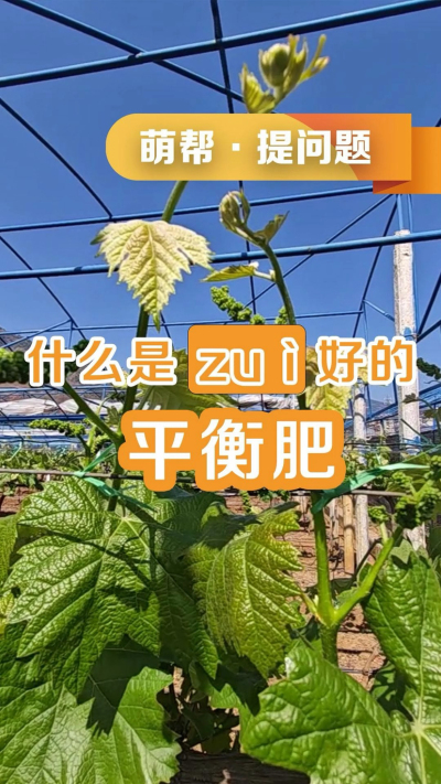 什么是最好的平衡肥