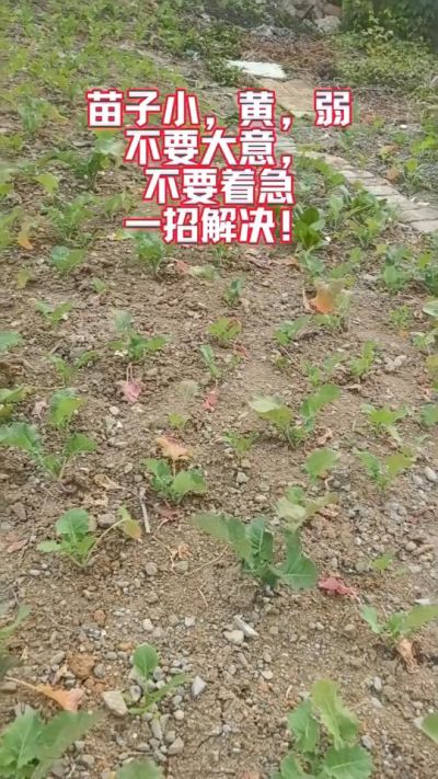 油菜苗子弱苗子小，就用多石粮，5天见效果。
