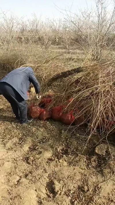 出售药用连翘苗，科研五号优质种苗，2/5年苗，药用连翘树，挂果树，全国包邮到家！财富密码18534302961出售药用连翘苗，科研五号优质种苗，2/5年苗，药用连翘树，挂果树，全国包邮到家！财富密码1