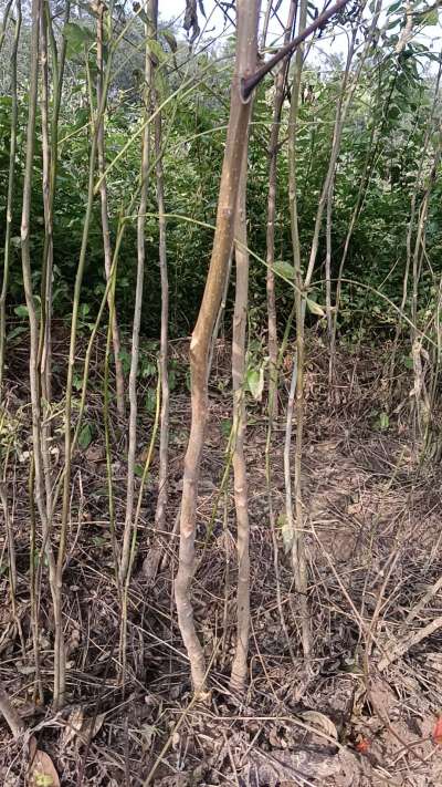 出售臭椿苗，巨峰葡萄苗。药用连翘苗，科研五号优质种苗，2/5年苗，药用连翘树，挂果树，全国包邮到家！财富密码18534302961