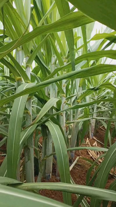 广西黑皮果蔗，从苗期到生长期全过程，高度，叶子长式