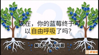 第3节：别把树&ldquo;憋死&rdquo;&mdash;&mdash;正确的定植与换盆手法,   课程：《蓝莓&ldquo;高产&rdquo;实战课：从选苗到丰收的10个关键点》