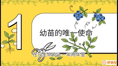 第6节：修剪决定产量（上）&mdash;&mdash;幼苗期与生长期修剪， 课程：《蓝莓&ldquo;高产&rdquo;实战课：从选苗到丰收的10个关键点》