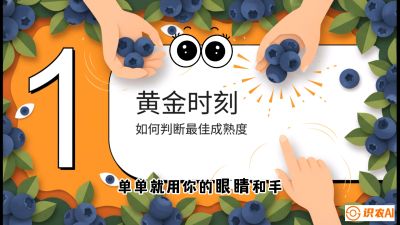 第10节：完美的&ldquo;果粉&rdquo;&mdash;&mdash;采摘时机与保鲜， 课程：《蓝莓&ldquo;高产&rdquo;实战课：从选苗到丰收的10个关键点》