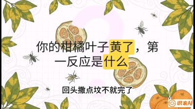 第一节：保命生死线&mdash;&mdash;黄龙病与木虱，课程：《柑橘十大病虫害：从入门到精通》