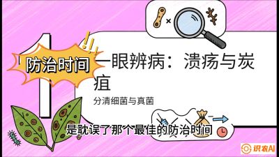 第三节：细菌与真菌&mdash;&mdash;溃疡病与炭疽病，课程：《柑橘十大病虫害：从入门到精通》