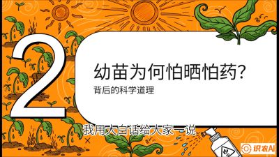 第02节：幼树管理&mdash;&mdash;&ldquo;防晒又防草，树势起得早&rdquo;，课程：《槟榔种植：从不懂到精通的10堂必修课》