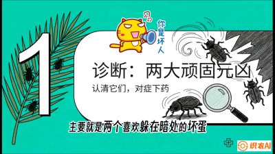 第06节：顽固虫害防治&mdash;&mdash;&ldquo;钻心虫与红蜘蛛，打准时间才服输&rdquo;《槟榔种植：从不懂到精通的10堂必修课》