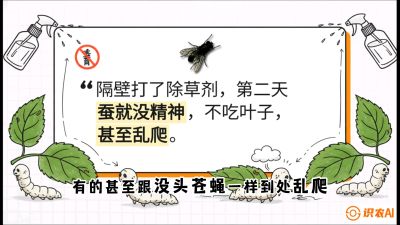 第05节：养蚕人的&ldquo;排雷战&rdquo;&mdash;&mdash;除草剂的生死禁忌，课程：《桑海淘金：桑树高产与蚕桑安全进阶实战课》