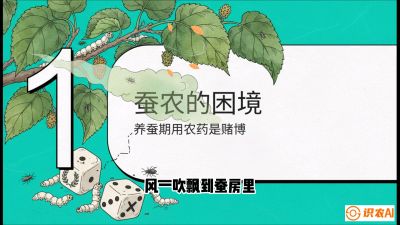 第06节：虫口夺叶（上）&mdash;&mdash;物理与生物防控绝技，课程《桑海淘金：桑树高产与蚕桑安全进阶实战课》
