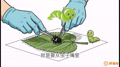第07节：虫口夺叶（下）&mdash;&mdash;不得不打药时的&ldquo;解毒术&rdquo;，课程：《桑海淘金：桑树高产与蚕桑安全进阶实战课》