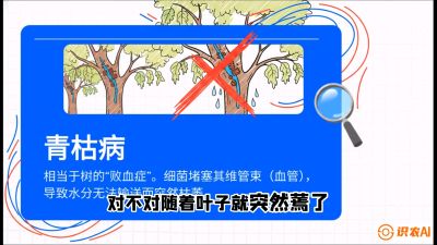 第08节：看不见的杀手&mdash;&mdash;青枯病与萎缩病，课程：《桑海淘金：桑树高产与蚕桑安全进阶实战课》