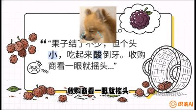 第10节：甜蜜的科学&mdash;&mdash;膨大、增甜与转色，课程：《桑海淘金：桑树高产与蚕桑安全进阶实战课》