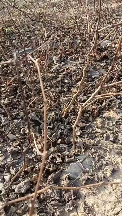 巨峰葡萄苗，一年扦插苗，，全国包邮到家！需要联系18534302961