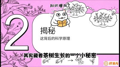 第04节（修剪篇）：树势复活术：从&ldquo;越剪越弱&rdquo;到&ldquo;枝繁叶茂&rdquo;的能量管理与夏秋茶逆袭，课程：《茶金时代：从&ldquo;看天吃饭&rdquo;到&ldquo;精准控局&rdquo;的茶叶高产提质实战课》