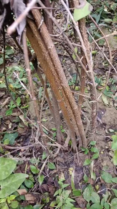 出售药用连翘苗，科研五号优质种苗，2/5年苗，药用连翘树，挂果树，全国包邮到家！财富密码18534302961出售药用连翘苗，科研五号优质种苗，2/5年苗，药用连翘树，挂果树，全国包邮到家！财富密码1