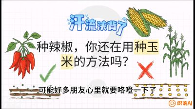 第1节：【品种定江山】工业辣椒vs小米辣：底肥公式与密度陷阱的&ldquo;百万生意经&rdquo;，课程：《辣椒种植实战特训营，从工业辣椒到精品小米辣，教你如何把&ldquo;草&rdquo;种成&ldquo;金&rdquo;》