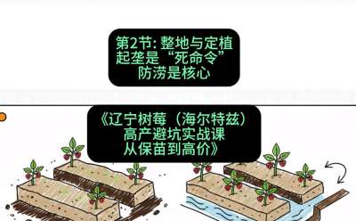 第二节： 整地与定植&mdash;&mdash;起垄是&ldquo;死命令&rdquo;，防涝是核心，课程：《辽宁树莓（海尔特兹）高产避坑实战课：从保苗到高价》