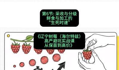 第六节： 采收与分级&mdash;&mdash;鲜食与加工的&ldquo;生死时速&rdquo;，课程：《辽宁树莓（海尔特兹）高产避坑实战课：从保苗到高价》