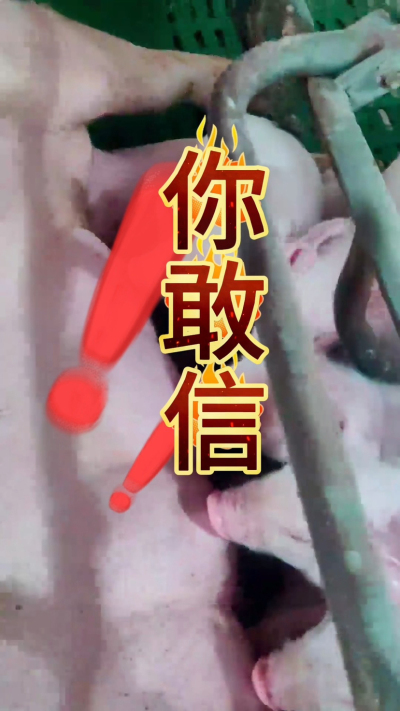 小猪抢不到奶，干瘦不长肉？成活率总上不去？😭
自从用上南商农科这款仔猪补奶机，再也没这烦恼！
✅ 一键设置下料参数，新手也能上手
✅ 恒温补奶，小猪抢着喝，长势超均匀
从车间精工组装到猪场落地使用，每