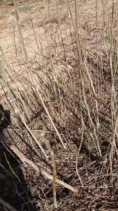 出售臭椿苗，巨峰葡萄苗。药用连翘苗，科研五号优质种苗，2/5年苗，药用连翘树，挂果树，全国包邮到家！财富密码18534302961