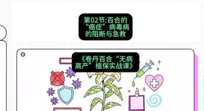 第02节：百合的&ldquo;癌症&rdquo;&mdash;&mdash;病毒病的阻断与急救，课程：《卷丹百合&ldquo;无病高产&rdquo;植保实战课》#识农AI