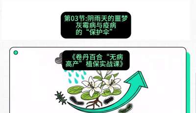 第03节：阴雨天的噩梦&mdash;&mdash;灰霉病与疫病的&ldquo;保护伞&rdquo;，课程：《卷丹百合&ldquo;无病高产&rdquo;植保实战课》#识农AI
