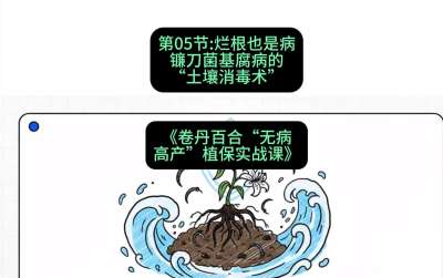 第05节：烂根也是病&mdash;&mdash;镰刀菌基腐病的&ldquo;土壤消毒术&rdquo; ，课程：《卷丹百合&ldquo;无病高产&rdquo;植保实战课》#识农AI