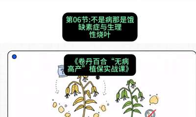 第06节：不是病那是饿&mdash;&mdash;缺素症与生理性烧叶 ，课程：《卷丹百合&ldquo;无病高产&rdquo;植保实战课》#识农AI