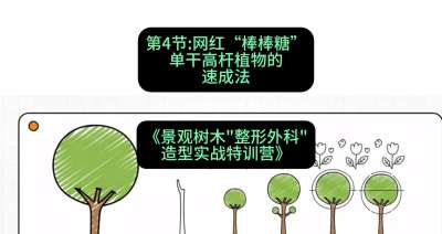 第04节：网红&ldquo;棒棒糖&rdquo;&mdash;&mdash;单干高杆植物的速成法，课程：《景观树木&ldquo;整形外科&rdquo;造型实战特训营》#识农AI