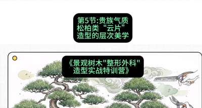 第05节：贵族气质&mdash;&mdash;松柏类&ldquo;云片&rdquo;造型的层次美学，课程：《景观树木&ldquo;整形外科&rdquo;造型实战特训营》#识农AI