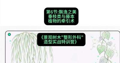 第06节：飘逸之美&mdash;&mdash;垂枝类与藤本植物的牵引术，课程：《景观树木&ldquo;整形外科&rdquo;造型实战特训营》#识农AI
